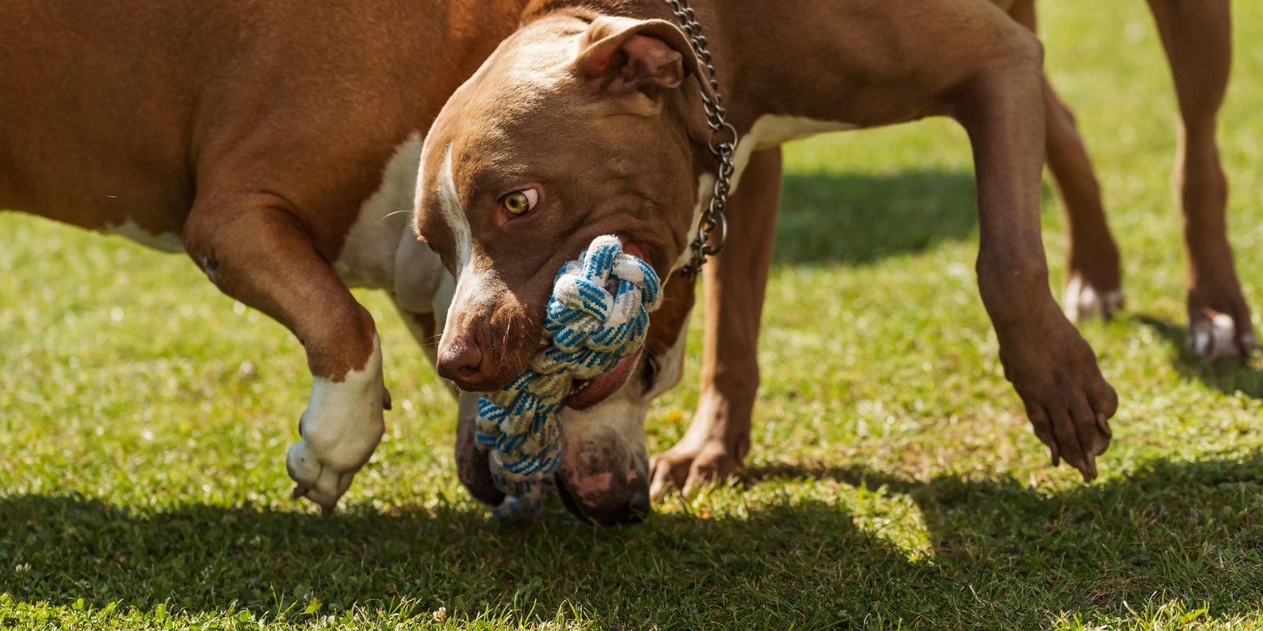 5 Best Tug Toys To Play Tug-Of-War With Your Dog